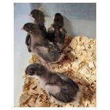 4-English Chocolate Orphington, will be 4 wks