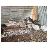 5-Corturnix Quail 6 weeks old,