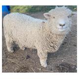 Baby doll ram yr old