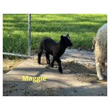 ï¿½Maggieï¿½ old English baby doll/Shetland ewe lamb
