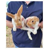 2 - New Zealand Bucks, 2 months old.