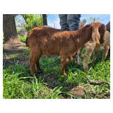 1 doeling kid born end of February