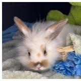 8 week old lionhead buck