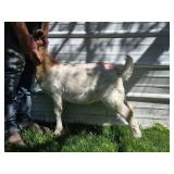 Billy kid born end of February
