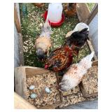 Trio Easter Eggers. 1 Rooster, 2 Hens.
