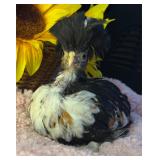 Tolbundt polish pullet 6 weeks old reserve $40