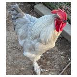 Beautiful big boy.ï¿½Lavender Orpington