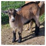 Nigerian Dwarf doeling born March 5th.