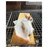Mini Rex/Lion head Cross Bunny Unsexed