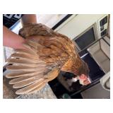 Chocolate mottled/chocolate Orphington hen