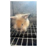 Lion head doe 6 weeks old