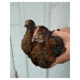 Chocolate Egger Cockerel & Pullet Pair
