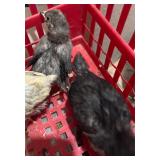 Two sex link silkie cross. One is frizzle.