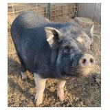 Pot belly gilt cute likes treats 7 months old