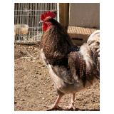 Easter egger rooster- 1.5 y/o, not mean.