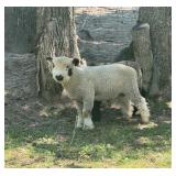 Spotted Babydoll Ram Lamb