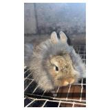 Lion head does 6 weeks old $20