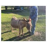 Very Pregnant Miniature Jenny Donkey