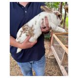 New Zealand Buck - 1 year 4 months old