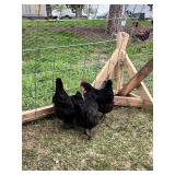 3- Mystic Maran Hens, 8 months old,