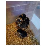 Barn yard mix chicks, 7 chicks. Hatched at home