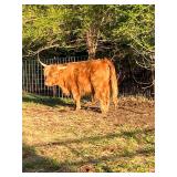 Rufus coming 2y/o Highland bull super friendly