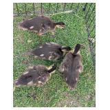 4 Grey Call ducklings