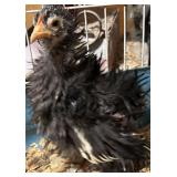 Frizzle Cochin. Spring hatch