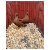 Proven pair of bronze show tipplers