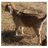 Nubian boer x bottle buckling very friendly