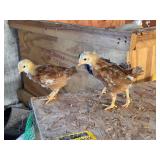 12 started pullets