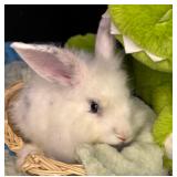 8 week old lionhead buck