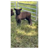 10 week old babydoll ewe lamb, spotted genetics