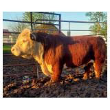 Registered mini hereford Bull was shown