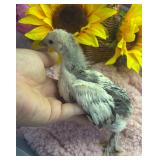 4 week old bantam Cochin chick believed pullet