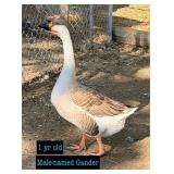African goose- male 1yr old