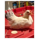 White Black Tailed Japanese Bantam rooster 8 weeks