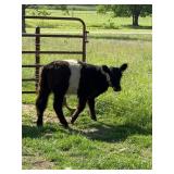 10 month old belted Galloway heifer.