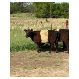 11 month old belted Galloway heifer