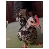 Serama cockerel. Spring hatch. Beautiful coloring