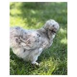 Trio Splash Silkies, 2 year old rooster