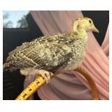 4 week old bourbon red turkey unsexed