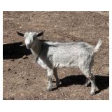 Blue Nigerian Dwarf Nanny Goat