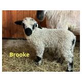 ï¿½Brookeï¿½ Valais/Leicester long wool