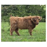 5 month old HHCA A Reg Scottish Highland bull calf