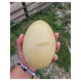 1- Rhea Hatching Egg, parents are white