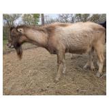 Don is a 3yo LaMancha buck