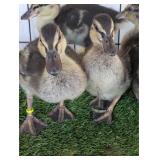 4 Grey Call Ducklings