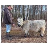 Molly- Mini Cow. Born 11-2-22. Highpark With calf