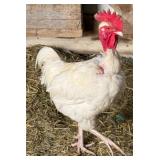 White Transylvania naked neck rooster